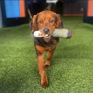 Green Dog Toy